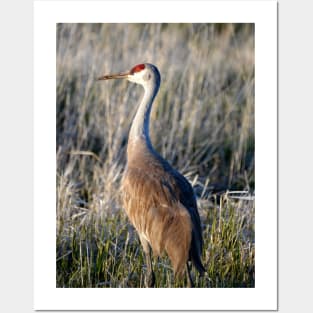 Sunset Sandhill Crane Posters and Art